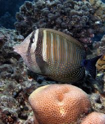 Zebrasoma surgeonfish taken at sharks bay. by Anel Van Veelen 